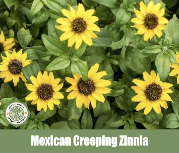 Mexican Creeping Zinnia, Sanvitalia procumbens